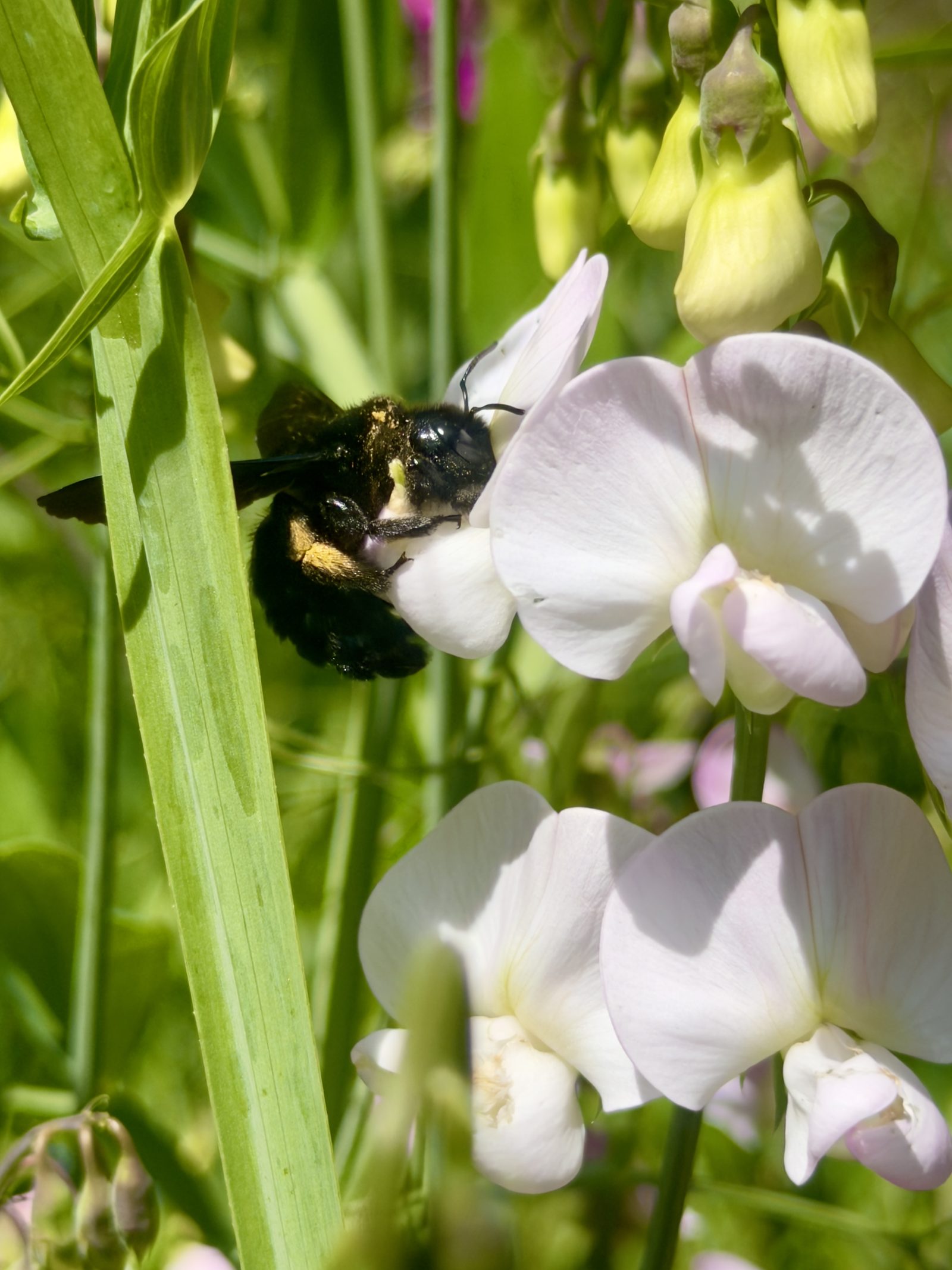 Blüten und Gräser im Sommerlicht